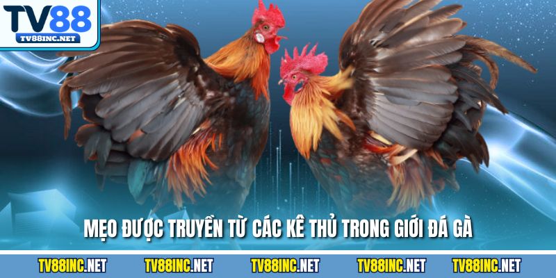 Mẹo được truyền từ các kê thủ trong giới đá gà